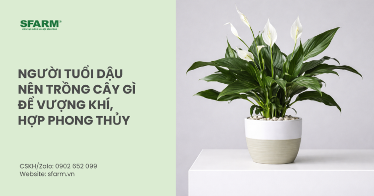 Người tuổi Dậu nên trồng cây gì để vượng khí, hợp phong thủy