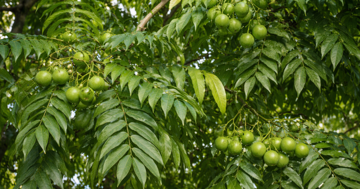 Cây sấu có tán rộng