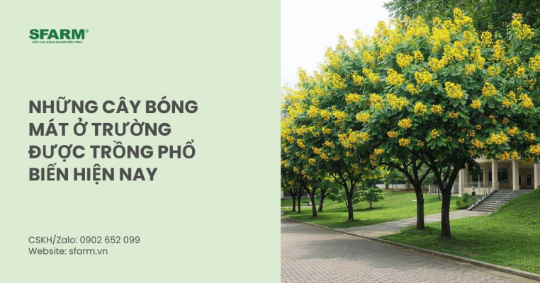 Những cây bóng mát ở trường được trồng phổ biến hiện nay