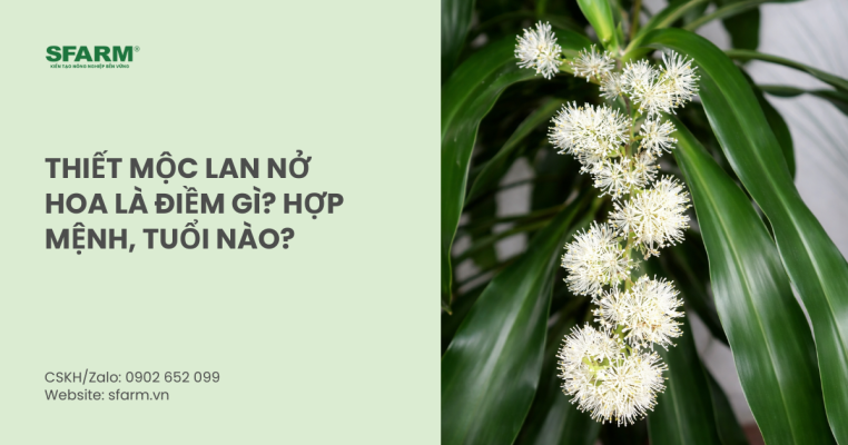 Thiết mộc lan nở hoa là điềm gì? Hợp mệnh, tuổi nào?
