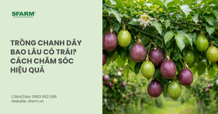 Trồng chanh dây bao lâu có trái? Cách chăm sóc hiệu quả