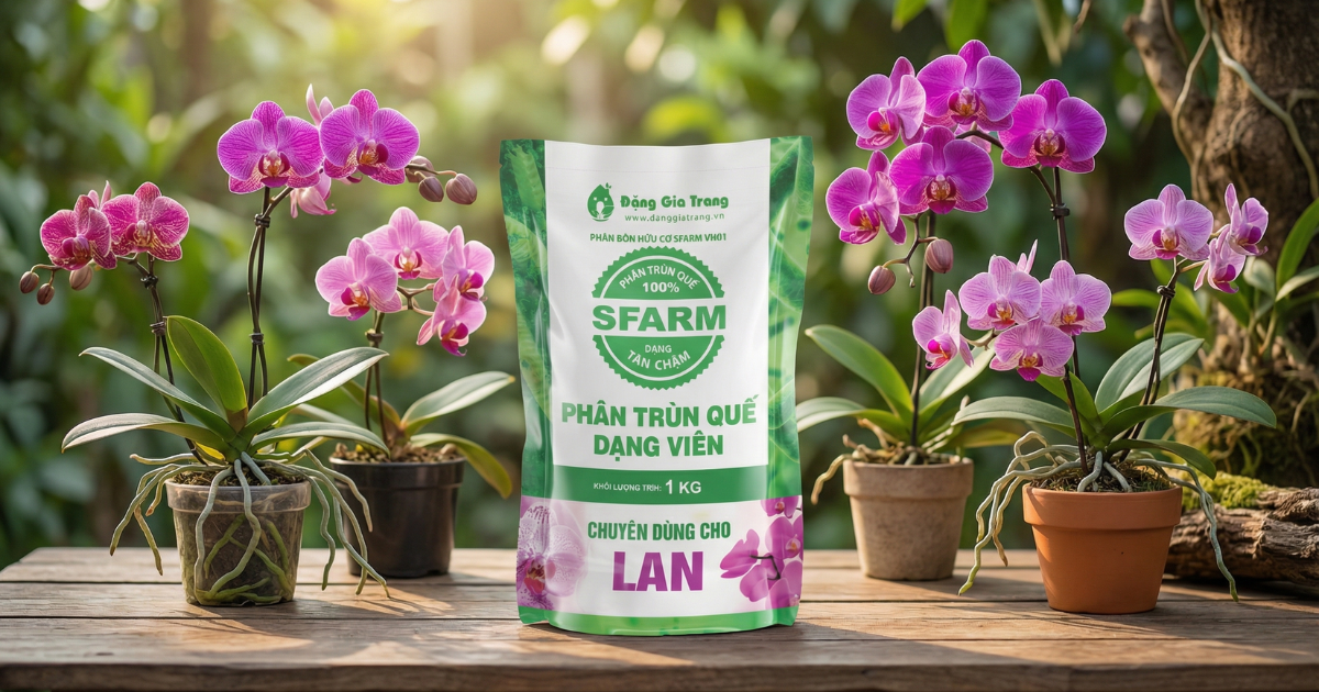 Phân trùn quế cho hoa lan Sfarm
