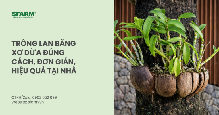 Trồng lan bằng xơ dừa đúng cách, đơn giản, hiệu quả tại nhà
