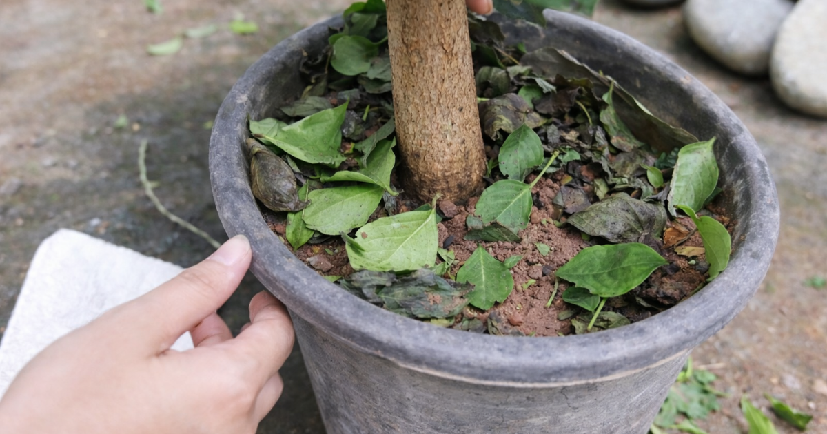 Xử lý khi cây hạnh phúc bị rụng lá