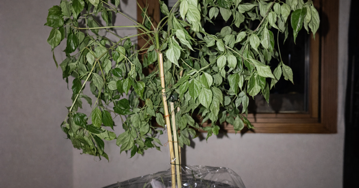 Cây rụng lá do thiếu ánh sáng