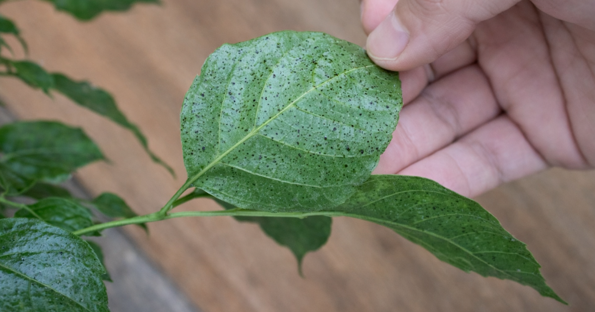 Cây bị sâu bệnh gây rụng lá