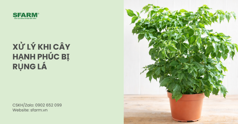 xử lý khi cây hạnh phúc bị rụng lá
