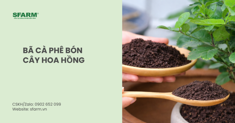 Hướng dẫn sử dụng bã cà phê bón cây hoa hồng đúng cách