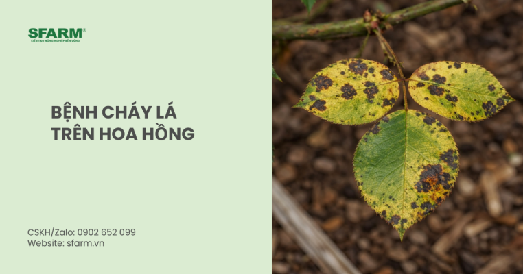 Bệnh cháy lá trên hoa hồng