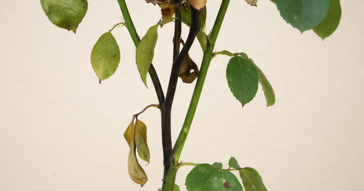 Bệnh gây héo cây và lá