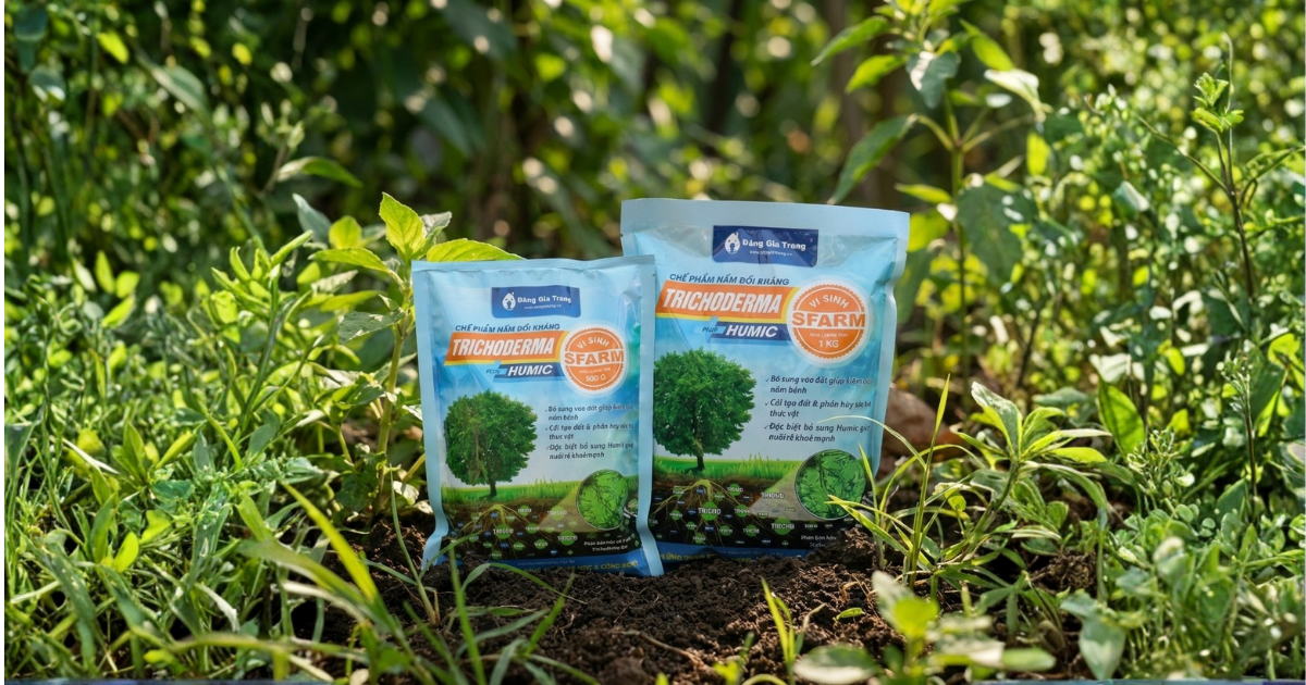 Trichoderma Plus Humic SFARM để ngăn nấm bệnh
