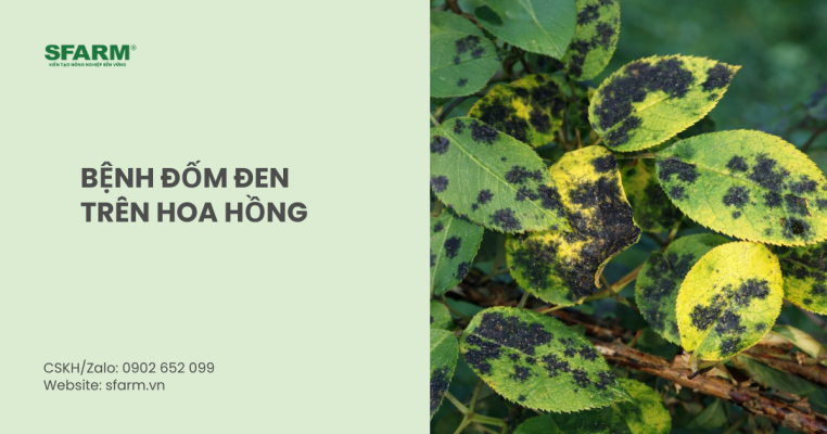 Bệnh đốm đen trên hoa hồng