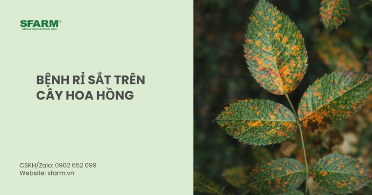 bệnh rỉ sắt trên cây hoa hồng