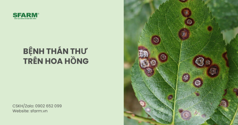 bệnh thán thư trên hoa hồng