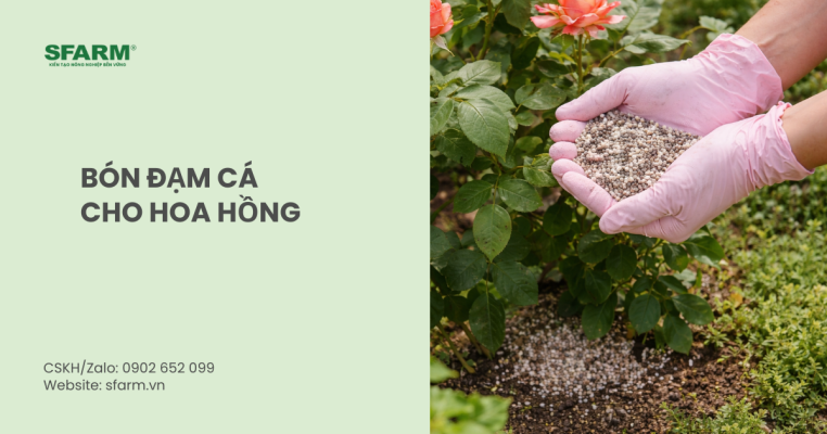 bón đạm cá cho hoa hồng