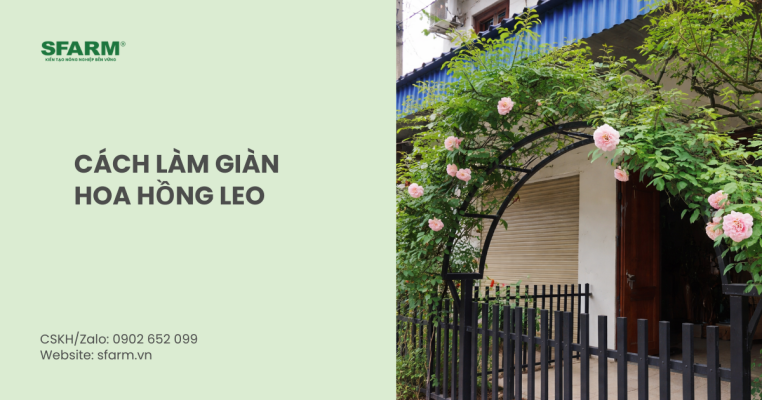 cách làm giàn hoa hồng leo