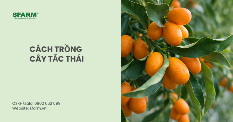 cách trồng cây tắc thái