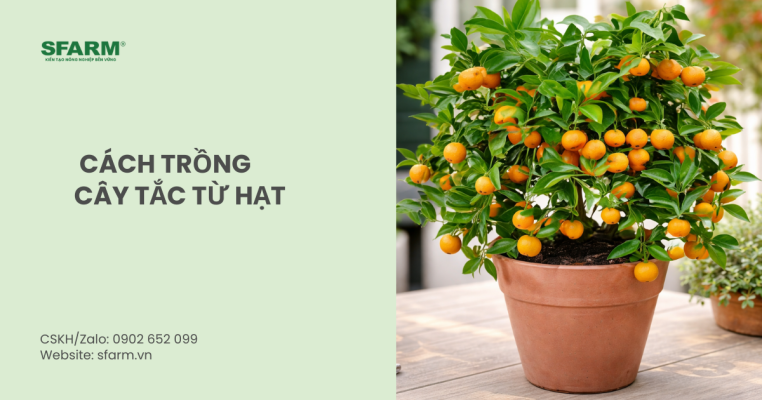 cách trồng cây tắc từ hạt