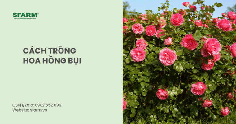 cách trồng hoa hồng bụi