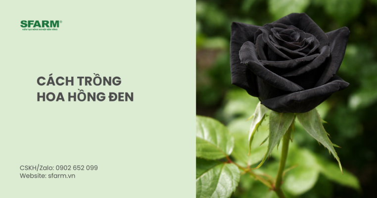 cách trồng hoa hồng đen