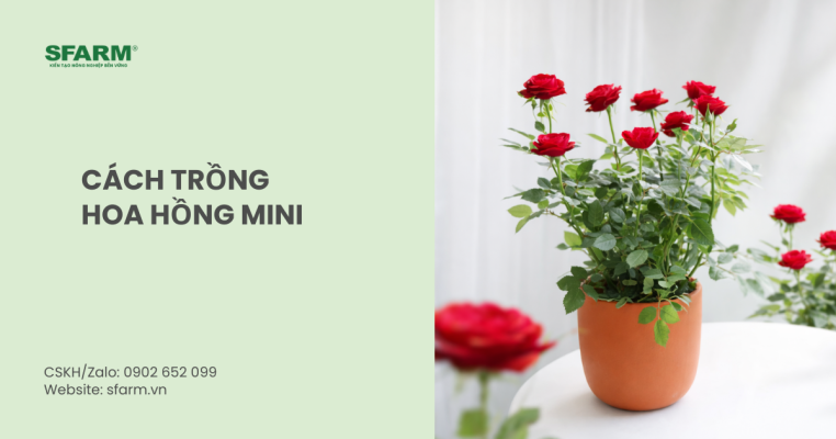 cách trồng hoa hồng mini