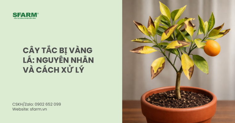 cây tắc bị vàng lá