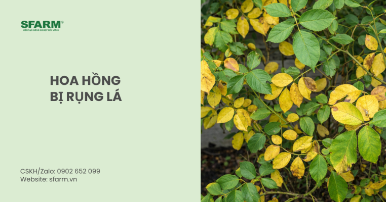 hoa hồng bị rụng lá