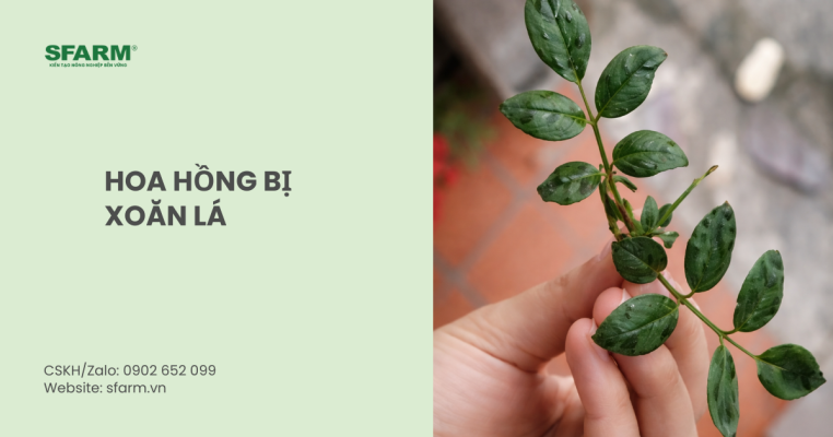 hoa hồng bị xoăn lá