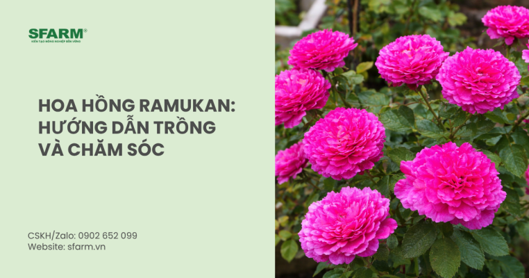 hoa hồng Ramukan
