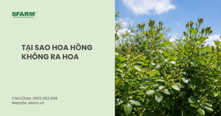 Tại sao hoa hồng không ra hoa