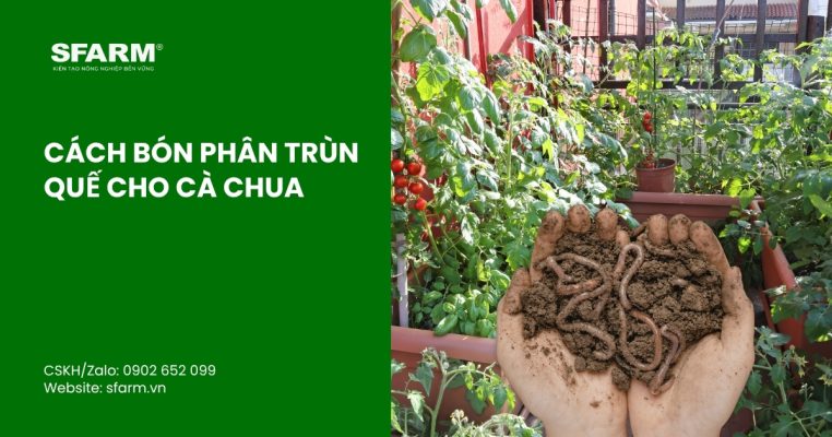 Cách bón phân trùn quế cho cà chua: Tỷ lệ và liều lượng chuẩn