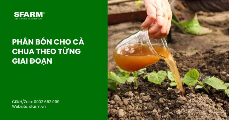 cach dung phan bon cho ca chua dat nang suat cao thumb