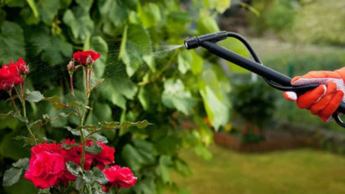 Phân bón lá giúp cây hoa hồng hấp thu tốt