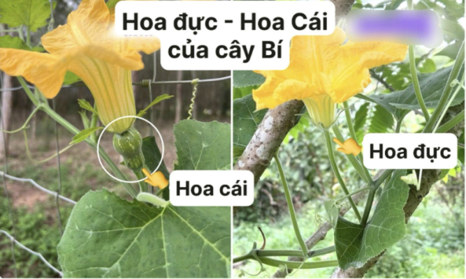 Cách phân biệt hoa đực và hoa cái