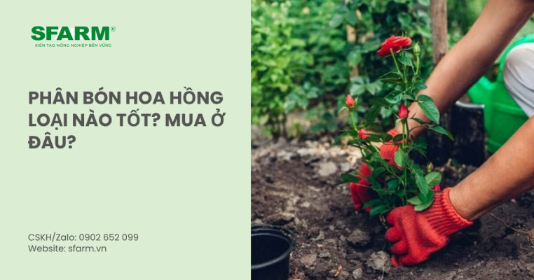 bon lot cho ca chua thumb 1