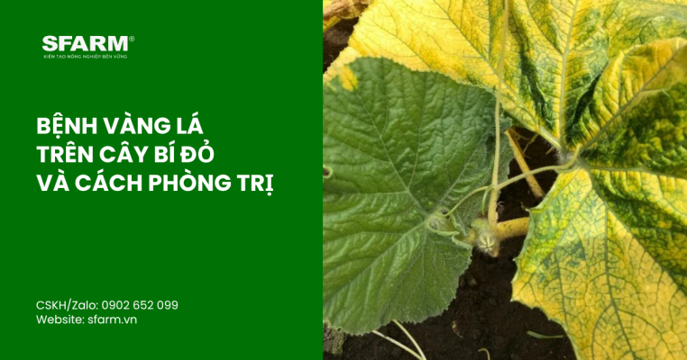 bon lot cho ca chua thumb 10