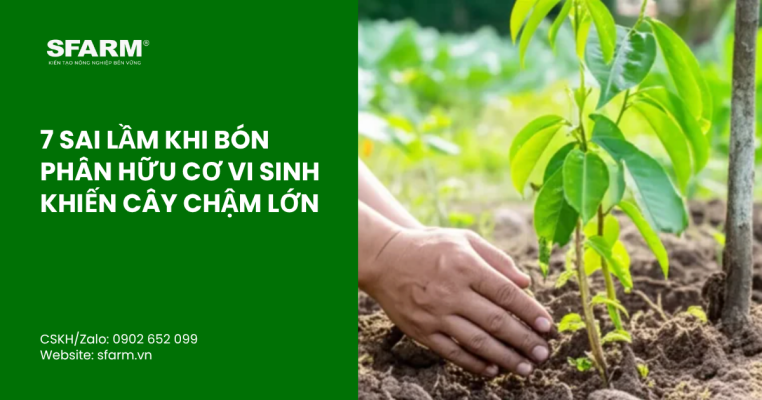bon lot cho ca chua thumb 18