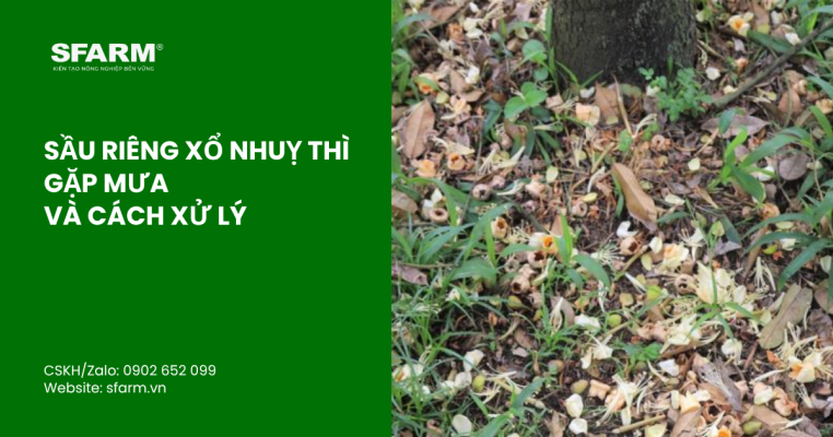 bon lot cho ca chua thumb 27