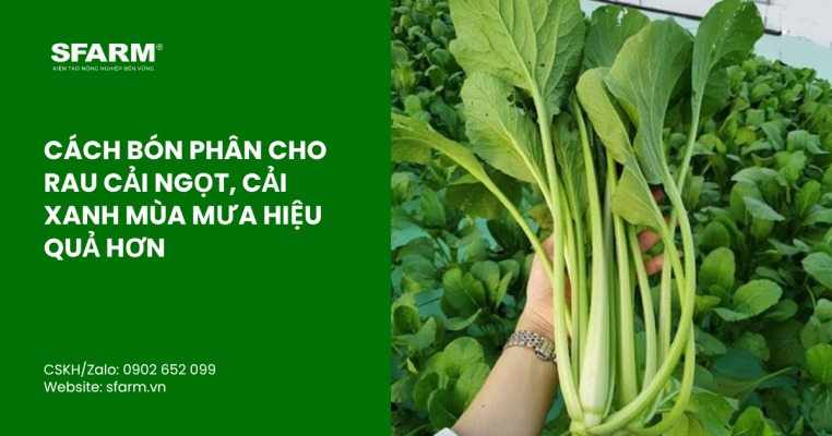 bon lot cho ca chua thumb 31