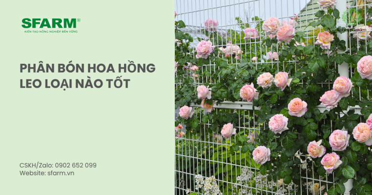 bon lot cho ca chua thumb 4