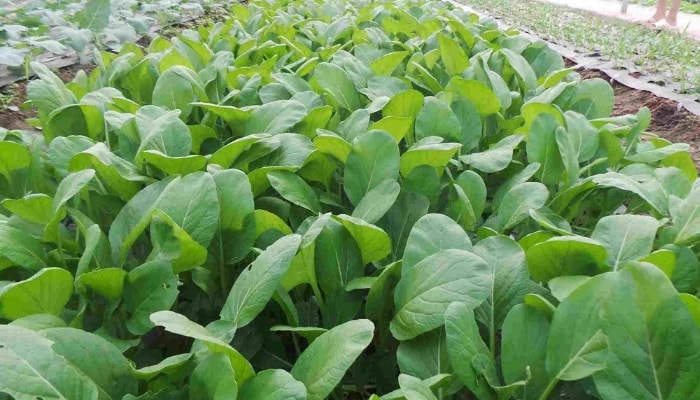 Rau cải ngọt lá xanh mướt sau khi bón phân hợp lý