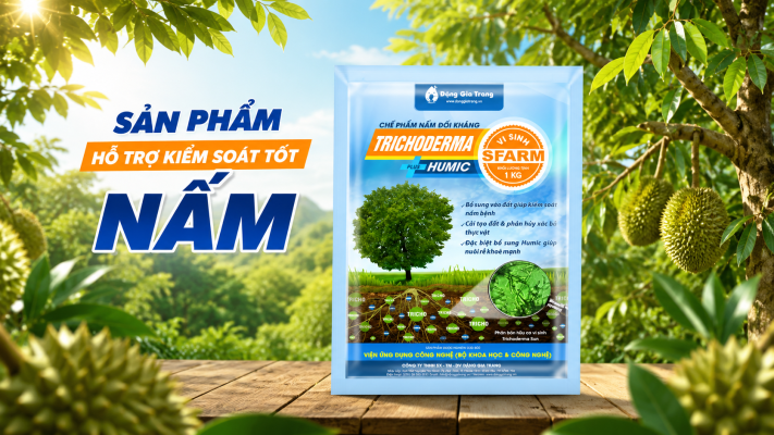 Chế phẩm vi sinh Trichoderma hỗ trợ kiểm soát nấm bệnh trên cây sầu riêng 