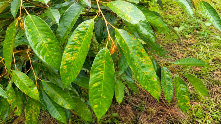 Bệnh đốm lá sầu riêng 
