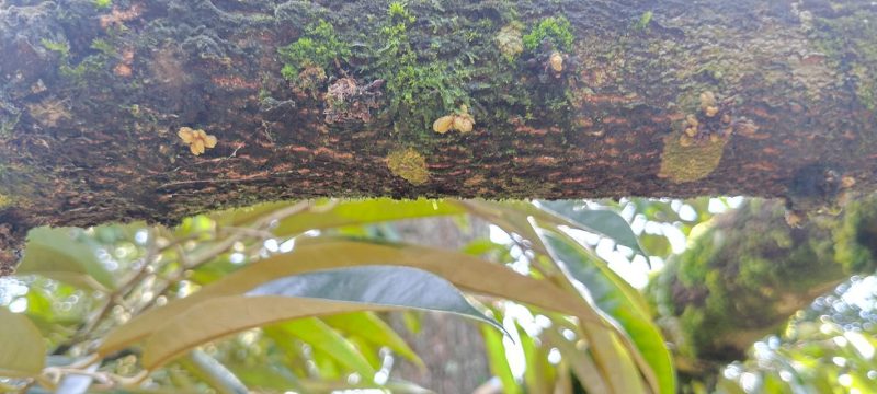 Thời điểm thích hợp kích mắc cua sầu riêng