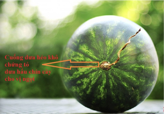 Cách chọn dưa hấu ngon qua dấu hiệu cuống dưa 