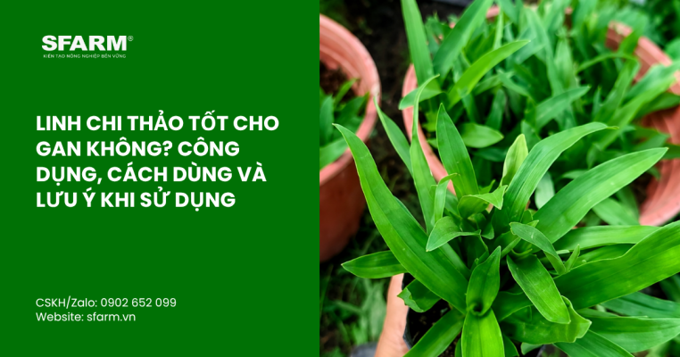 Cach dung linh chi thao dung thumb