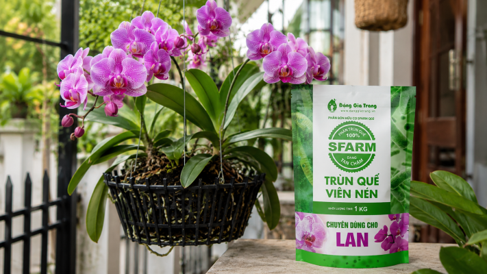 Phân trùn quế viên nén SFARM giúp lan ra hoa khỏe đẹp 