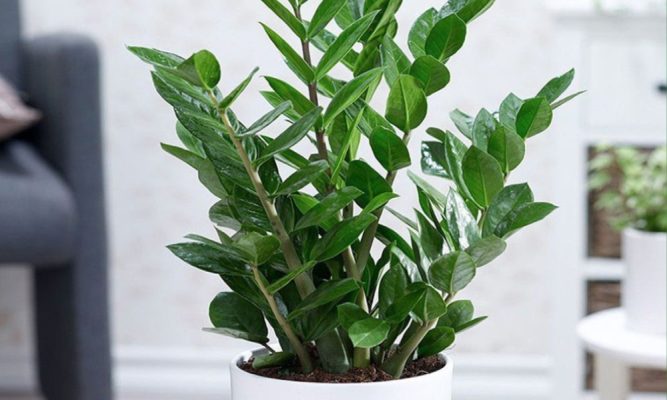 Cây kim tiền xanh tốt khi được chăm sóc đúng cách