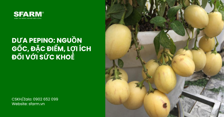 bon lot cho ca chua thumb 34 1