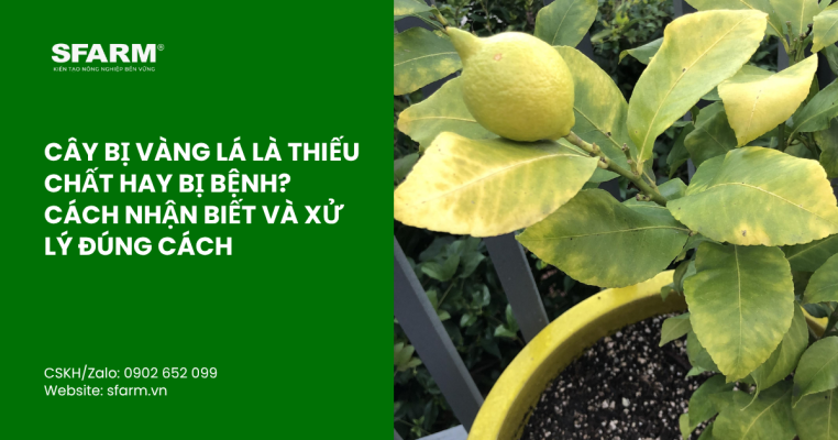 bon lot cho ca chua thumb 40